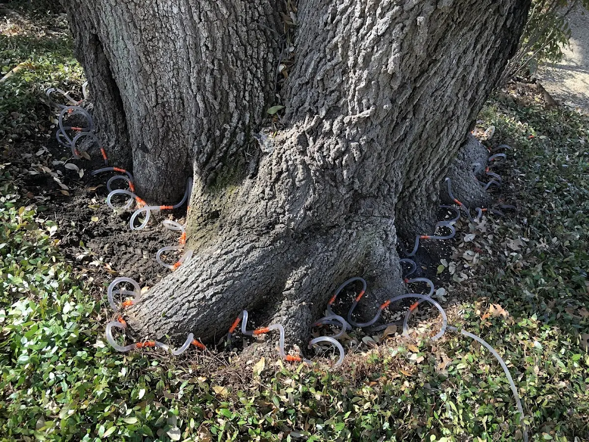 Detailed Tree Cabling and Bracing job site in Searchlight