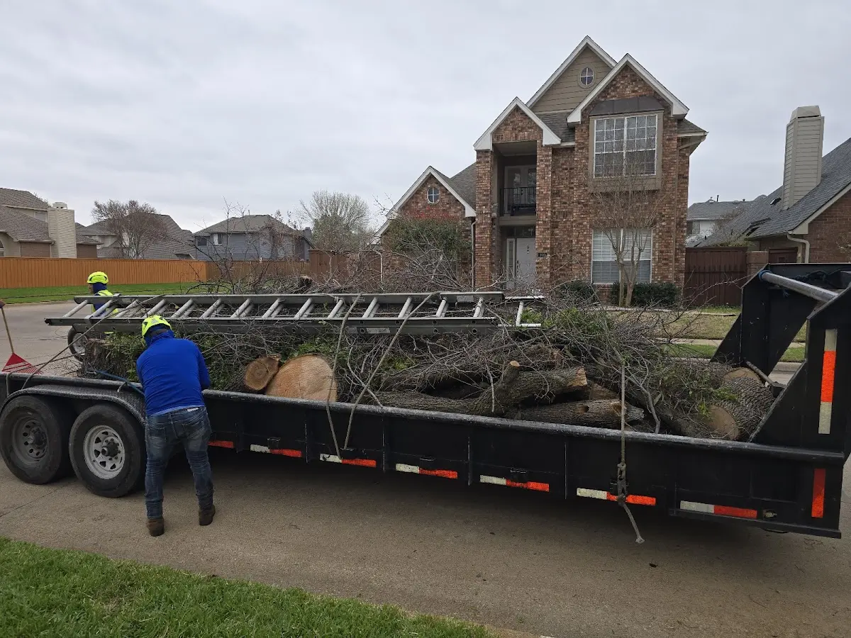 Expert Tree Pest Control with proper safety equipment in Searchlight